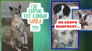 Пусть выкидывают? Лабра, Гоша и француз