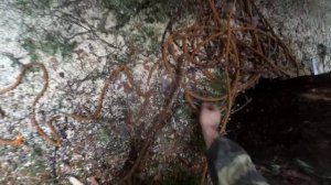 валка частями сосны, эпизод 5