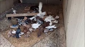 ПРОДАЖА ШИРОКОХВОСТЫХ БАКИНСКИХ ГОЛУБЕЙ 2025 ГОДА.