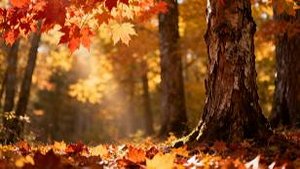 Музыка для отдыха.