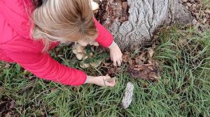 Вешанки,как они выглядят и где растут.Нарвала 10 кг вешанок с одного дерева