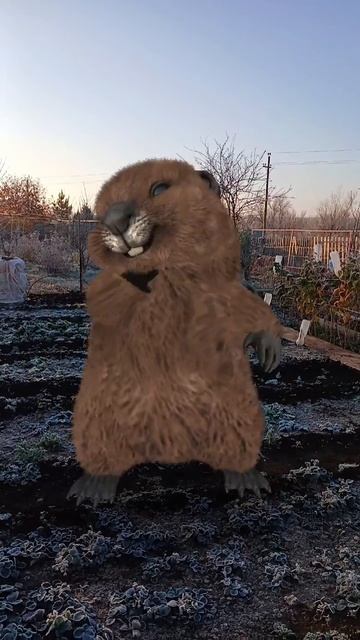 Доброе утро, бобряша танцует! 👍💯💯#доброеутро смотреть онлайн