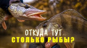 РАЗВЕДКА УДАЛАСЬ 🔥 невзрачная РЕКА УДИВИЛА! / РЫБАЛКА на СПИННИНГ в СТИЛЕ МИКРОДЖИГ