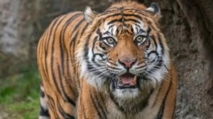 Животные. Суматранский тигр