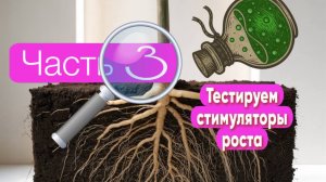 Тестирование удобрений для Бегоний: результаты с агрономом.