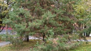 Парк Хуаминь