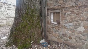 Огромный белый тополь