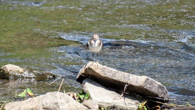 Много птиц. У пруда и до жр. Плешки(купание коршунов, хрюндики) - ч 3