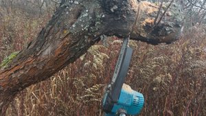 Распил деревьев в Саду пилой аккумуляторной мини сучкорез Макита -2 серия