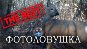 Лучше за 2021 год Фотоловушка в лесу