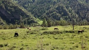 влог из Алтая. часть 2