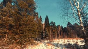 Прогулка по лесу, выезд на рыбалку.