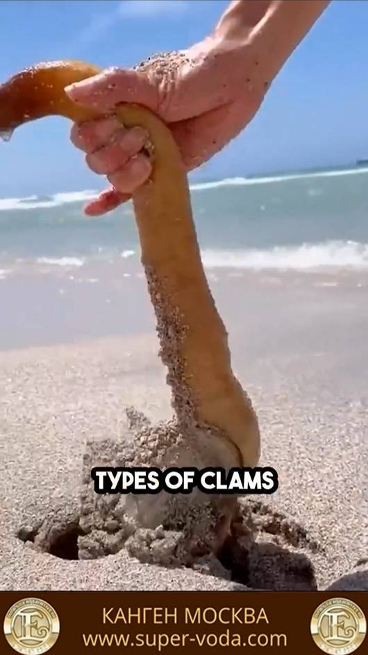 ЧТО ТАКОЕ ГУИДАК 😱🐙#еда #вкусно #кухня #гуидак #морскоймоллюск #морепродукты #деликатес #ресторан