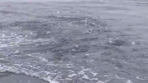 Подарок моря