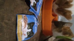 Влажный корм Феликс птица и коты