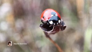 Экотерапия 50 серия.