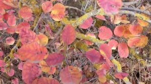 Осеннее признание... Лариса Мерзлякова