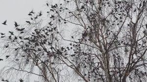 Свиристели прилетели...