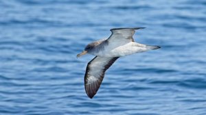 Александр Нужный - Буревестник 2.0 (Rock)(clip)