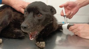 Оливии собрали челюсть по кусочкам