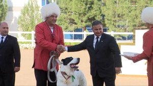 🇹🇲🐶Самого красивого и отважного алабая выбрали в Ашхабаде