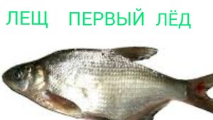 ЛЕЩ, ПЕРВЫЙ ЛЁД.