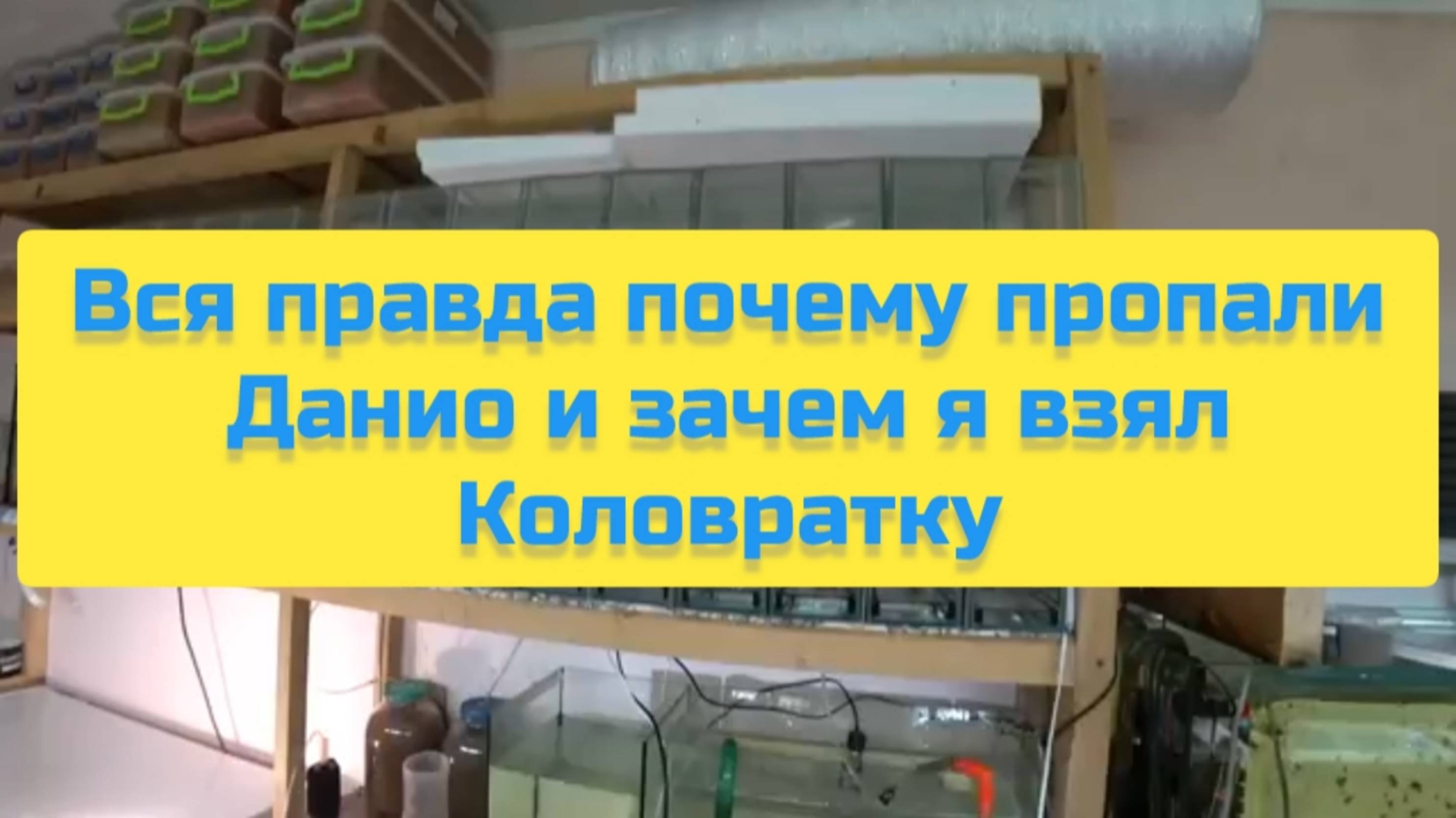 ВСЯ ПРАВДА ПОЧЕМУ ПРОПАЛИ МАЛЬКИ ДАНИО И ЗАЧЕМ Я ВЗЯЛ КОЛОВРАТКУ смотреть онлайн