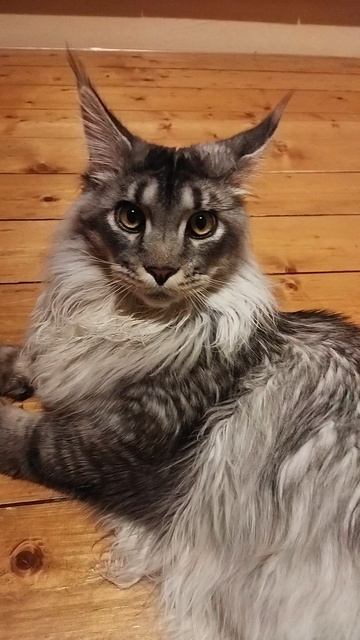 На каникулы не кантовать! (Коть съел актив) смотреть онлайн