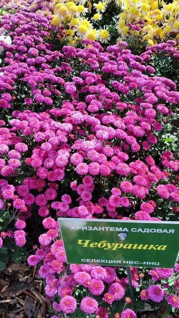 Бал хризантем в Крыму 2025 (Никитский ботанический сад) 31.10 (11)