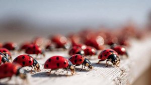 Полчища жуков штурмуют Приморье