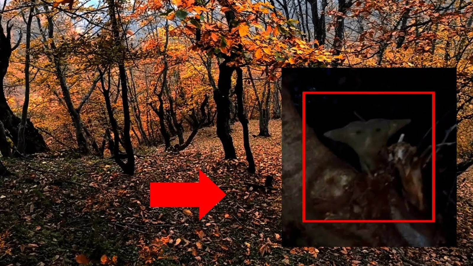 Страшные существа в лесах! Гуляющий турист увидел гуманоида смотреть онлайн