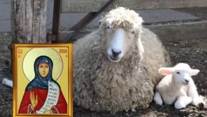 11 ноября день Анастасии. Не надевайте вещи из овечьей шерсти и загадывайте желания