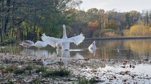 Озеро, лебеди, осень...🦢