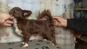 #Скидки до  01/12/25 Юляша ДР 08/03/25 #купитьчихуахуапродаю +79215950848