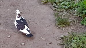 ГОЛУБЧИКИ ГОЛУБОЧКИ * Серия 5