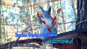 Для чего белке кисточки на ушках?