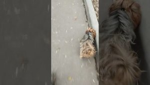 Мы идём гулять с собакой! | 2-ноя-2025