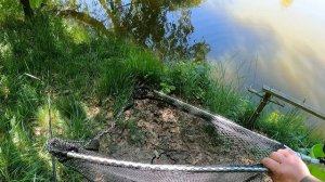 КАРАСИКИ В ГЕРМАНИИ