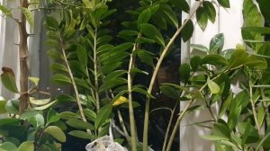 Прощанье с ноябрём...