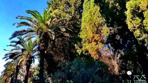 Пальмовое настроение!!! Сочи.