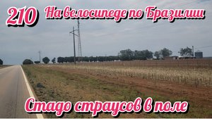 Стадо страусов в поле. На велосипеде по Южной Америке. День 210 Бразилия