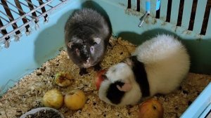 Золтан и Елисей несколько часов вместе после ссаживания 01/11/25 #морскиесвинки #американскийтедди