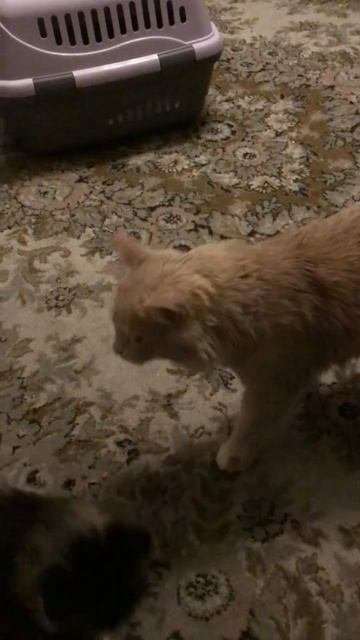 Санкт -Петербург. 02.11.2025. В гостях у Персика котята 🐈  Кнопочка, Черника и Торт. Эпизод 4