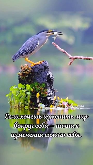 #цитаты #мысли #видео #видеооткрытка #афоризмы #katyboro #shortvideo