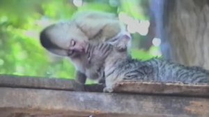 Обезьяны и кошки