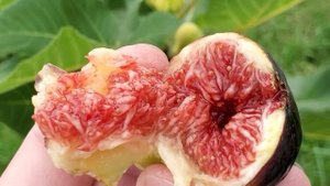 Черенки супер инжира Абхазский фиолетовый (Королевский) Ростов-на-Дону | Small Gardens