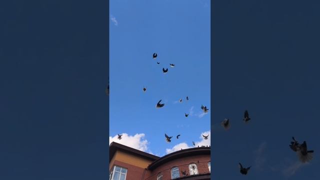 Отбор голубей на Международную выставку в г Москве, ноябрь, 2025 смотреть онлайн