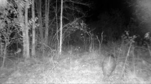 Кабаны Ленинградская область. Фотоохота .