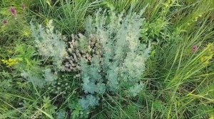 Полынь трава,🌿 пропала молодость моя