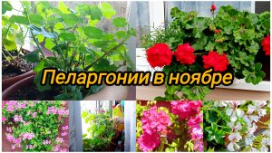 ПЛЮЩЕЛИСТНЫЕ ПЕЛАРГОНИИ В НОЯБРЕ.  ДОМАШНИЙ УХОД И СОХРАНЕНИЕ К НОВОМУ СЕЗОНУ.